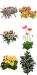 公园花坛花卉