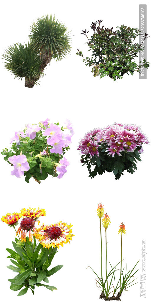 公园喜阳花卉