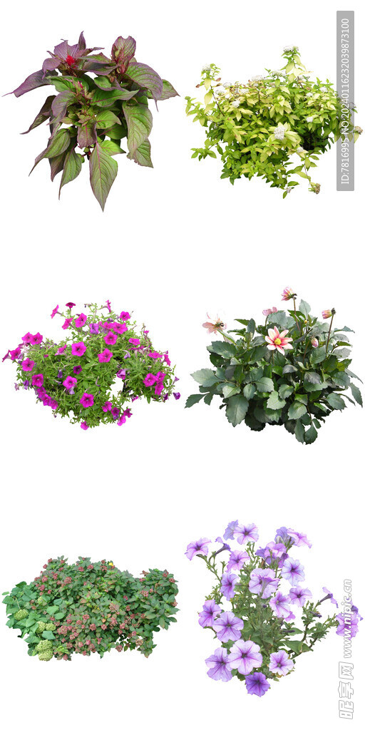 公园多花花卉