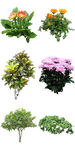 景观绿植花卉
