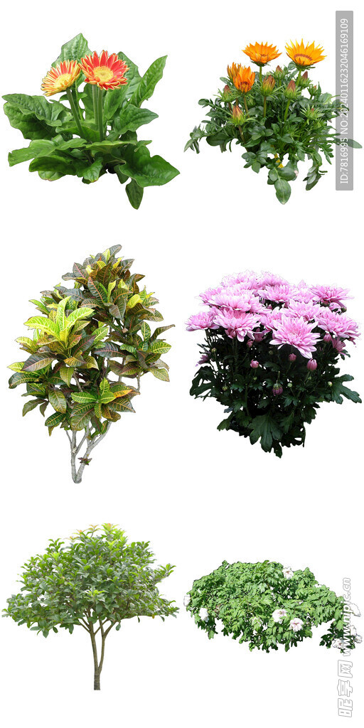 景观绿植花卉