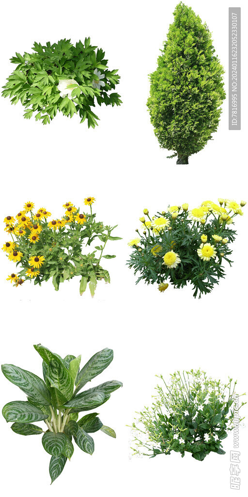 公园花卉