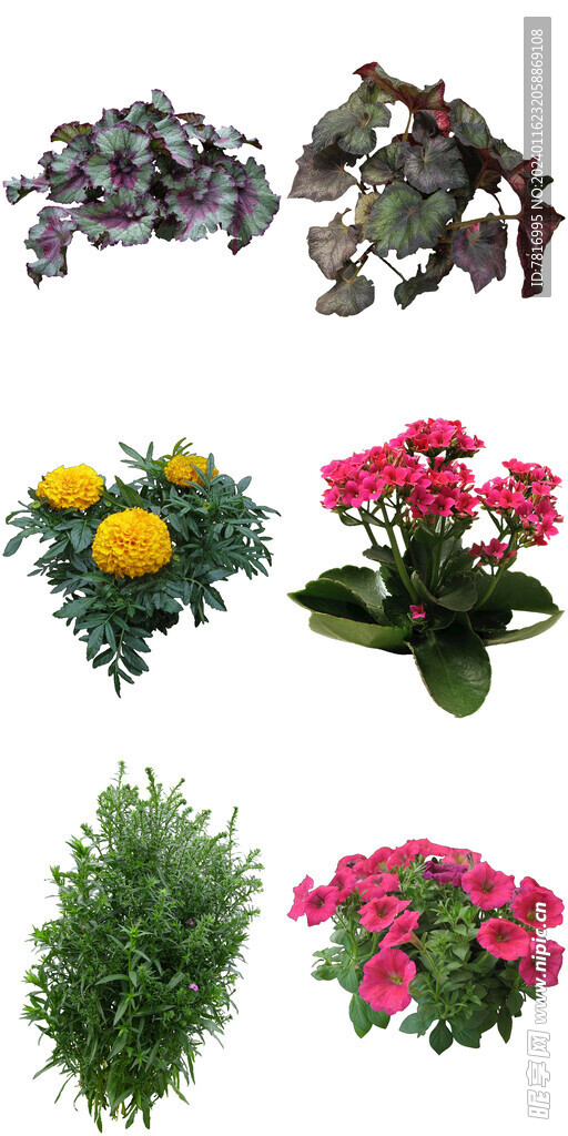 盆栽耐阴花卉