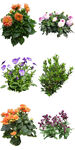 春季花卉