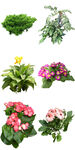 耐半阴花卉