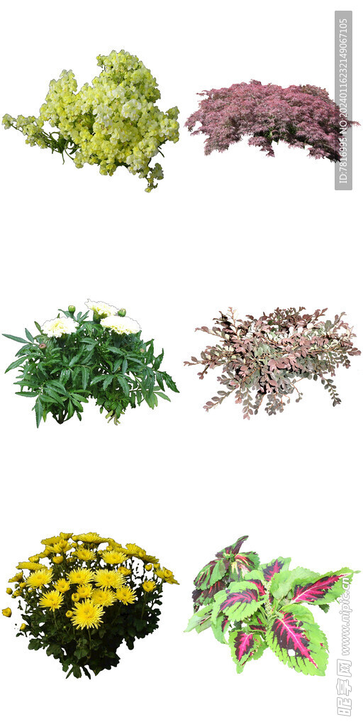 变叶花卉