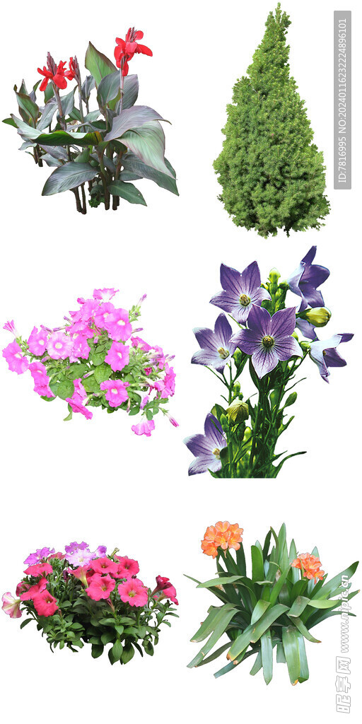 花坛常见花卉