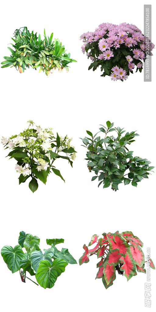 室内喜半阴花卉