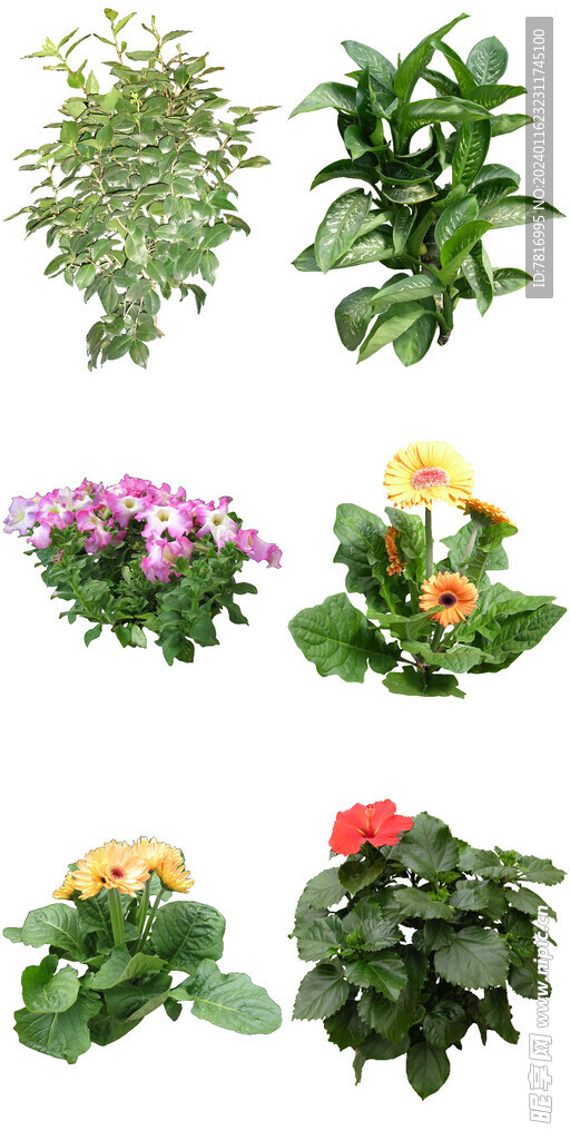 室内花卉