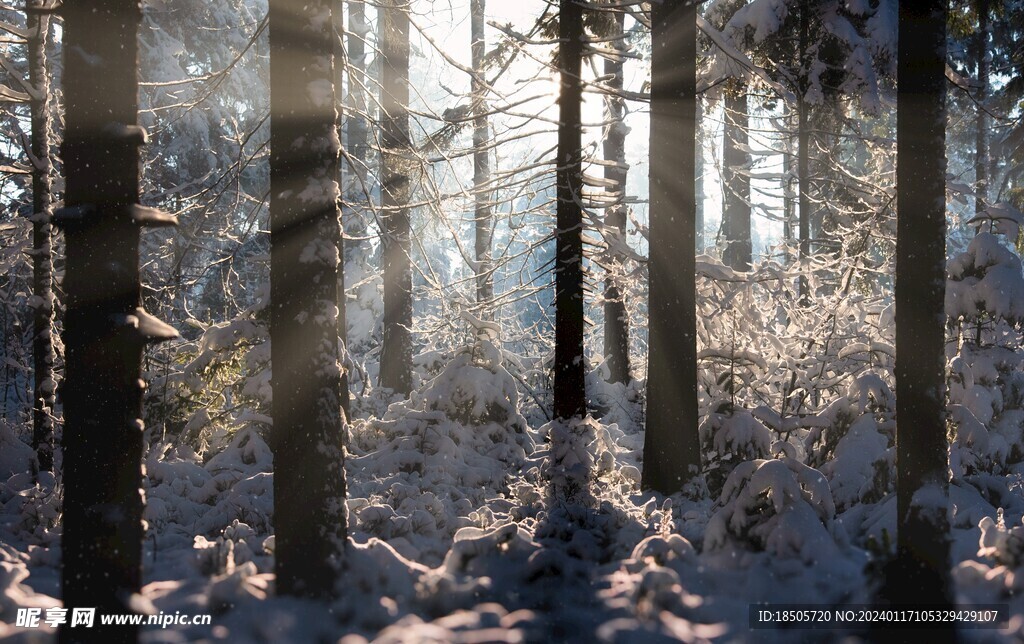 冬季森林雪景