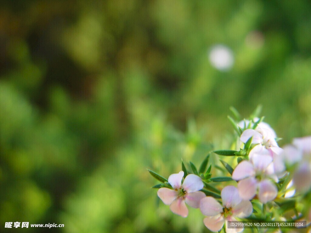 血根草