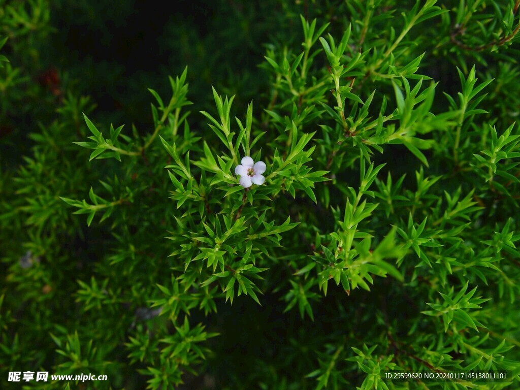 血根草