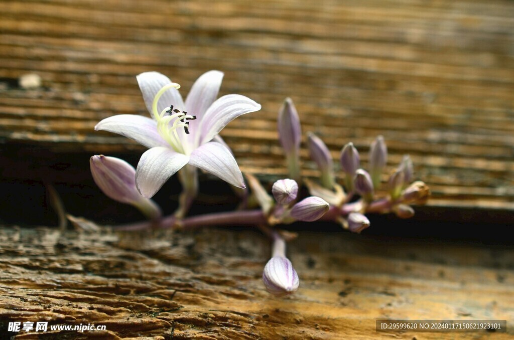 百合花