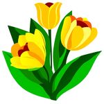 黄色郁金香花与绿叶