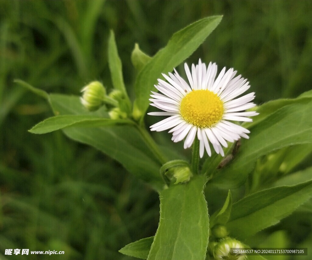 小雏菊