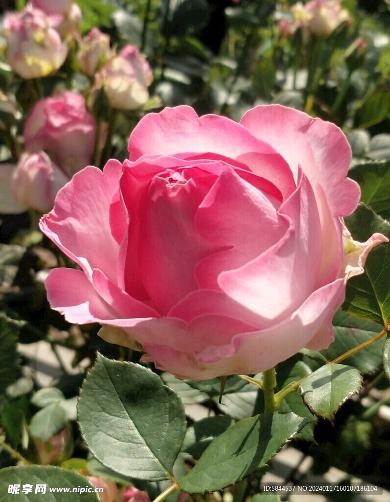 月季