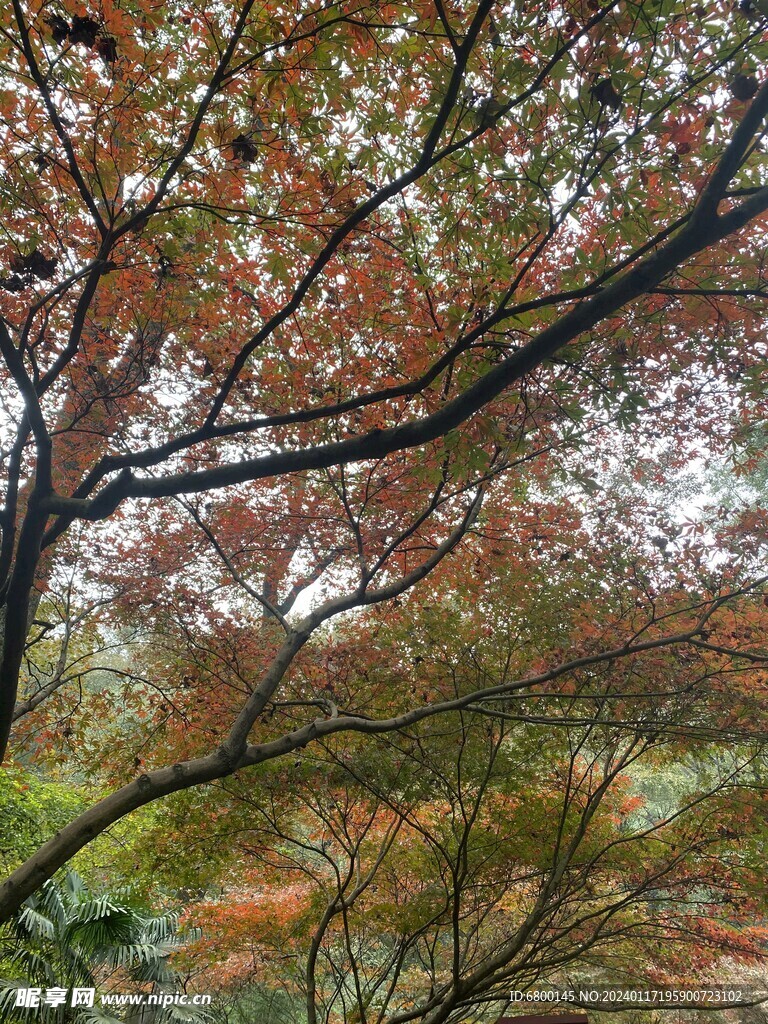 长沙岳麓山风景