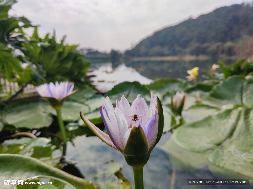 风景