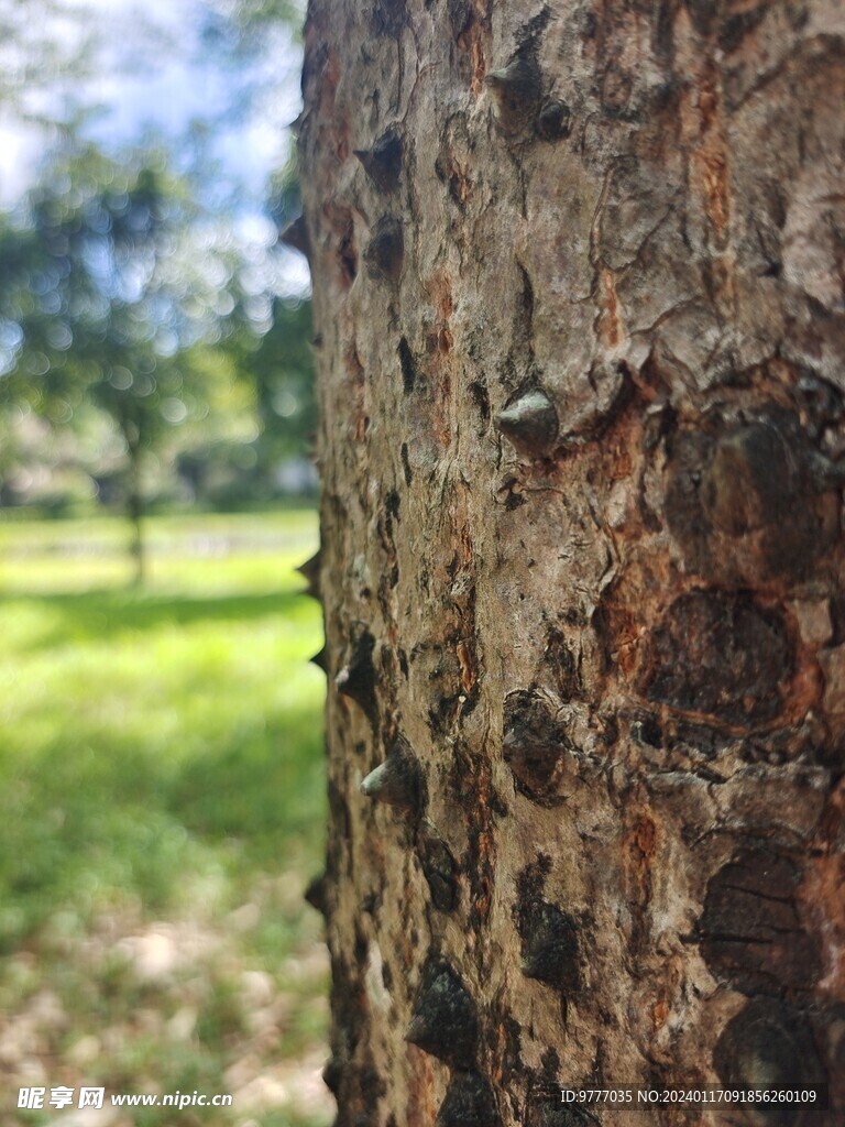 树