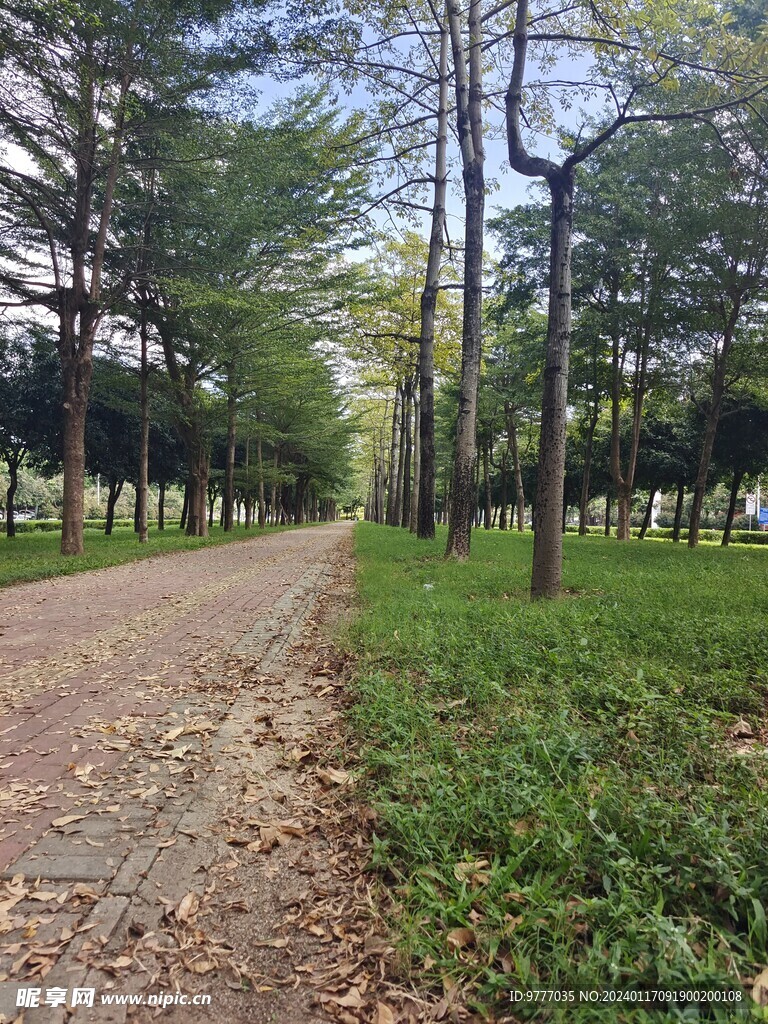 风景树林