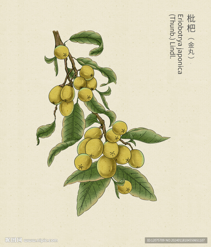 批把