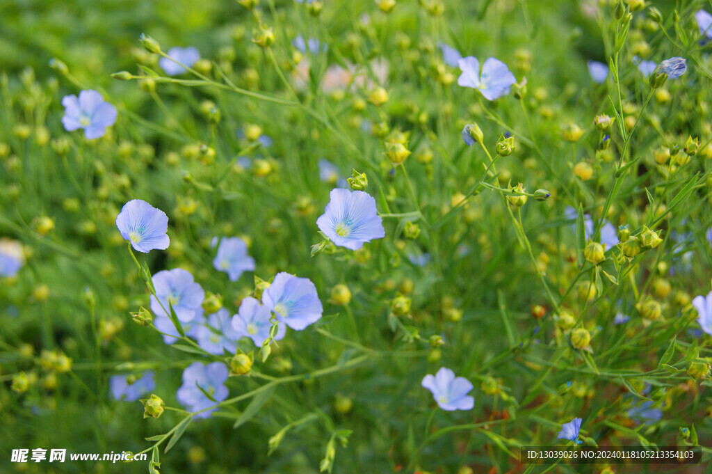 胡麻花