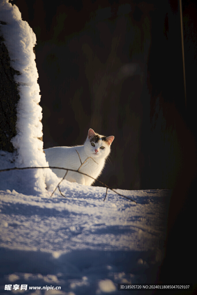 户外小猫