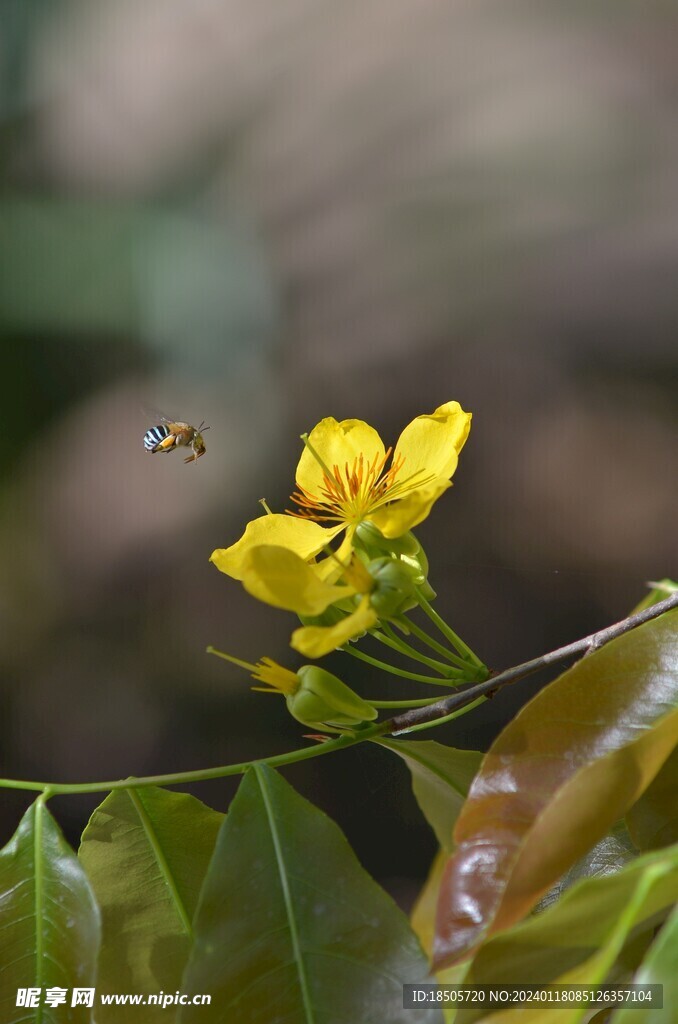 小黄花图片