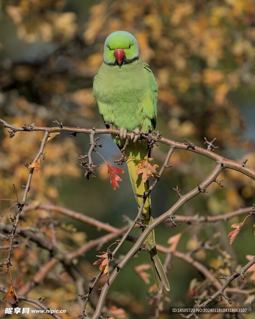 绿色鹦鹉