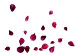  玫瑰花瓣   