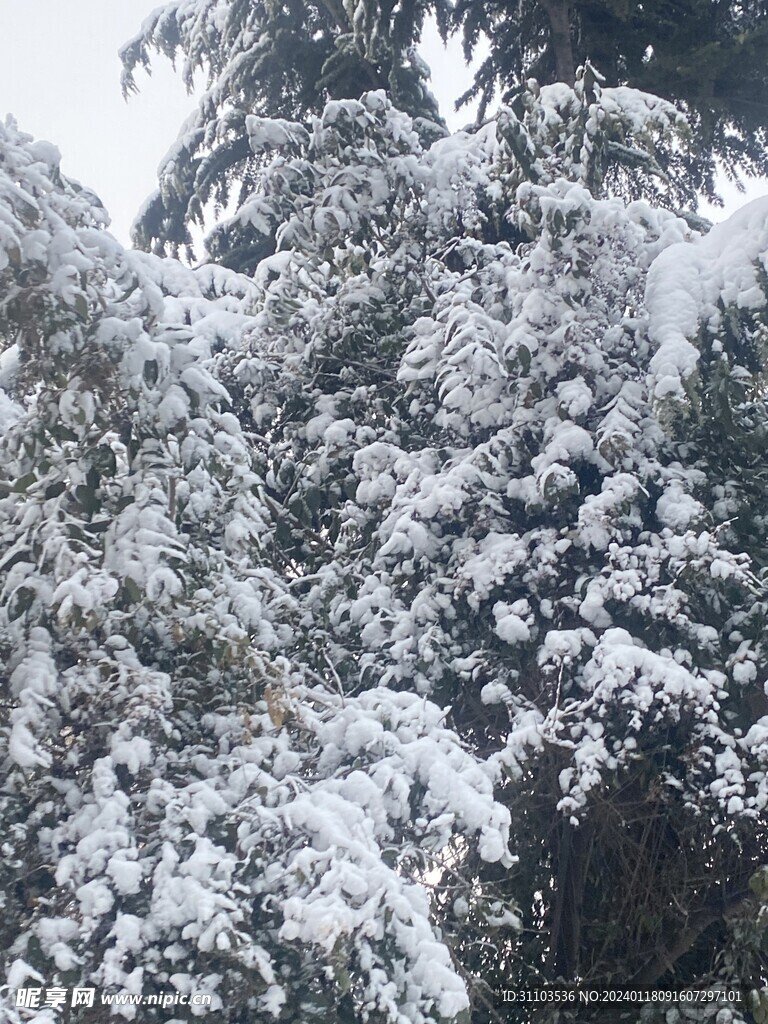 雪景
