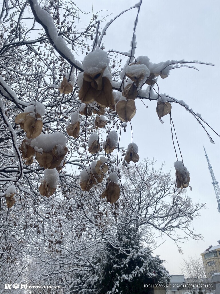 雪景