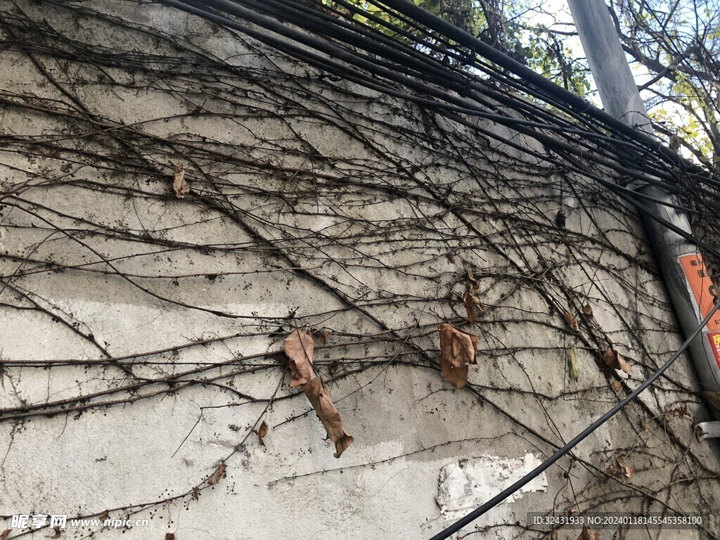 植物枯藤
