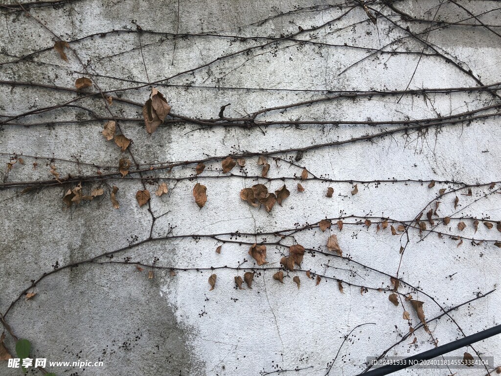 植物枯藤 
