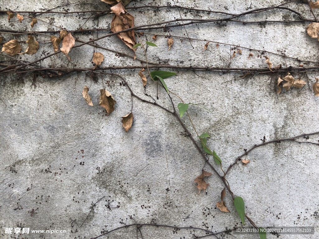植物枯藤