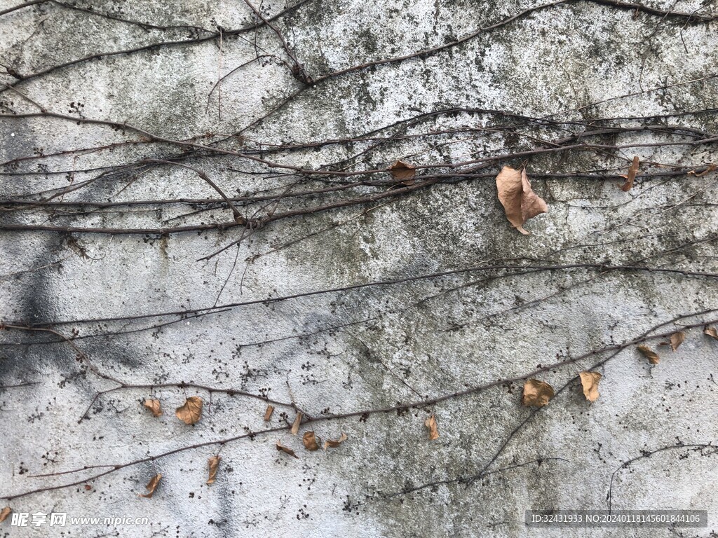植物枯藤
