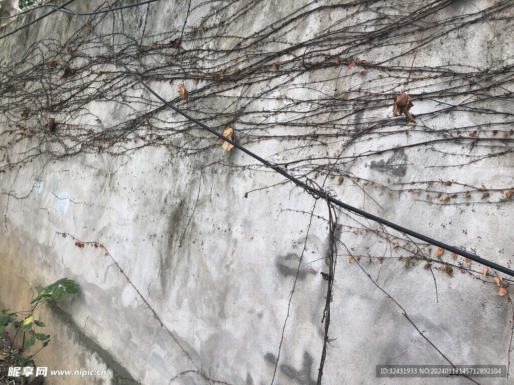 植物枯藤