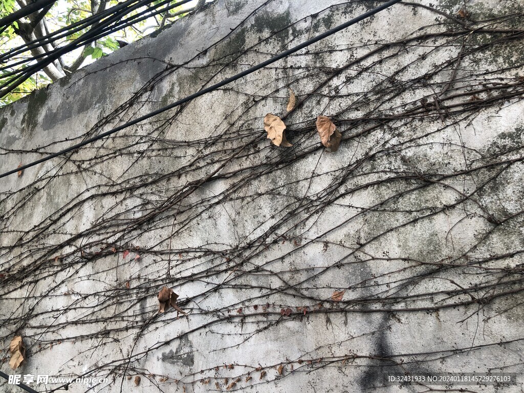 植物枯藤
