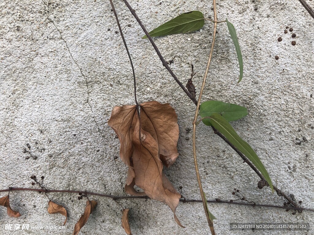植物枯藤