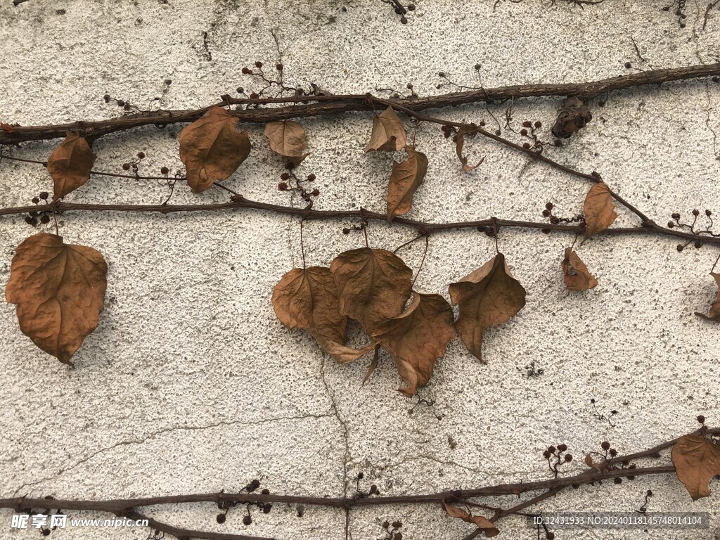 植物枯藤