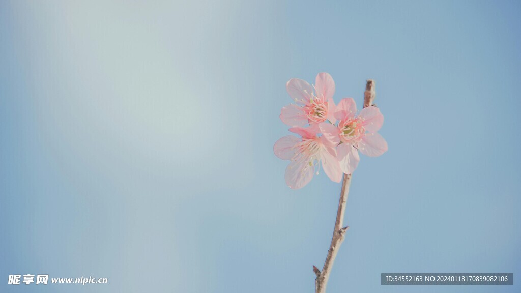 淡雅桃花背景