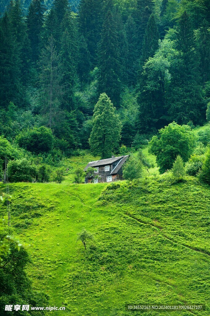 茂密植被