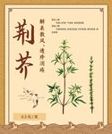 中医功效介绍荆芥