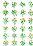 花