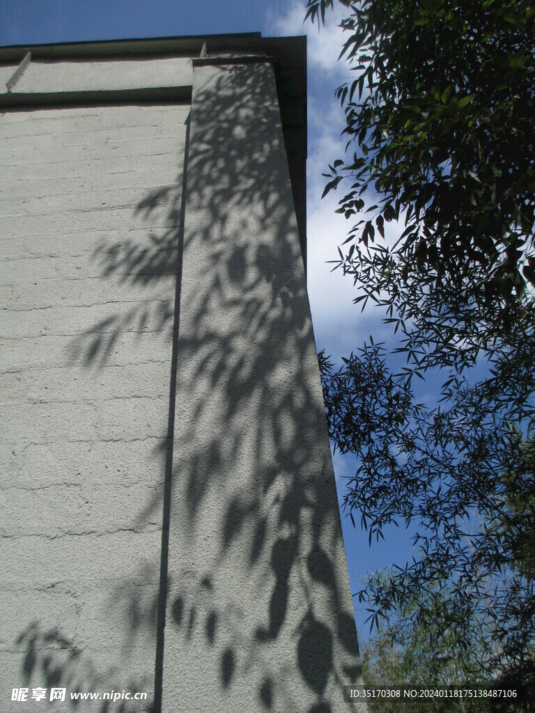 树叶投影