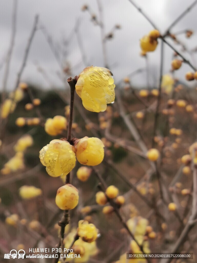 蜡梅花