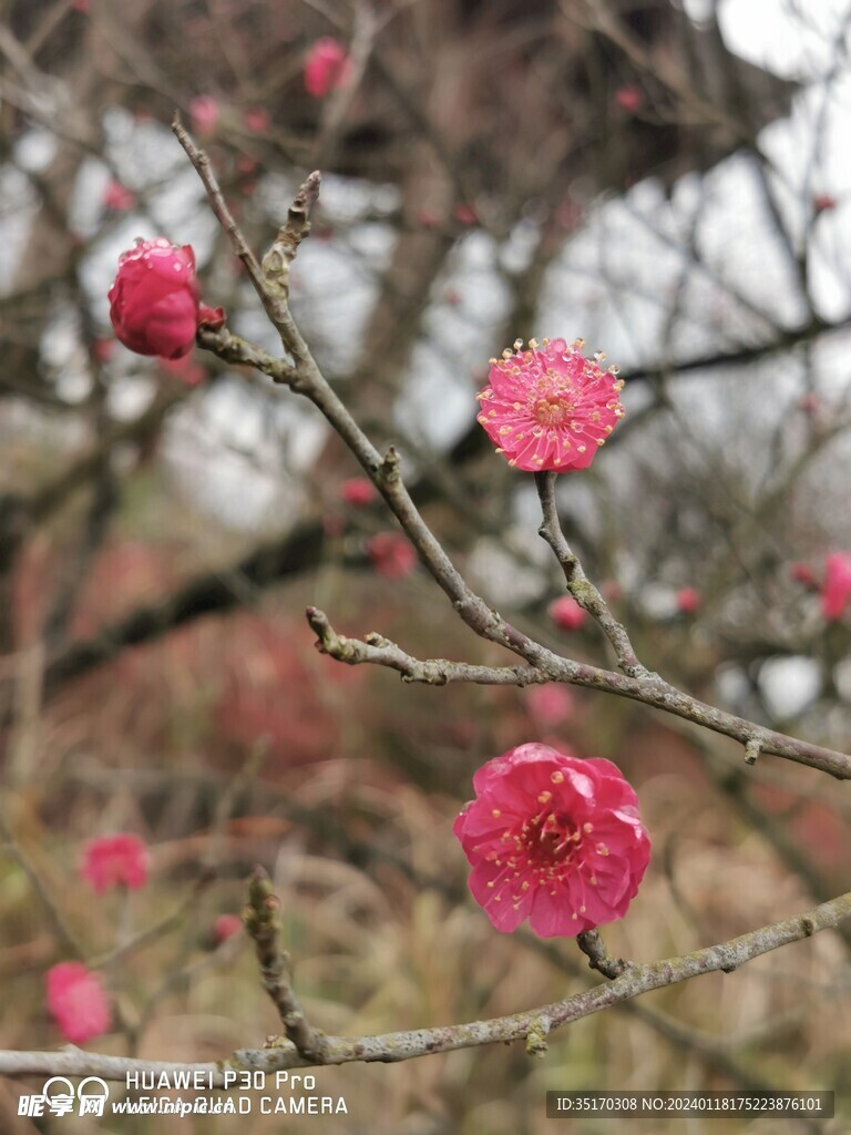 红色梅花