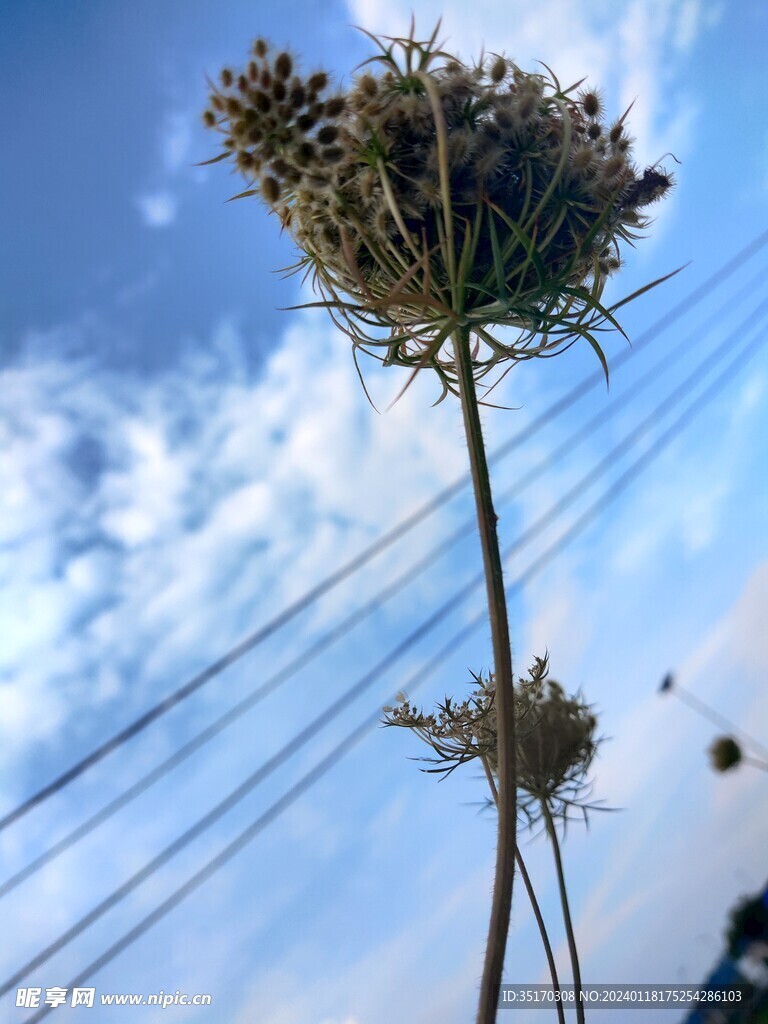 花草