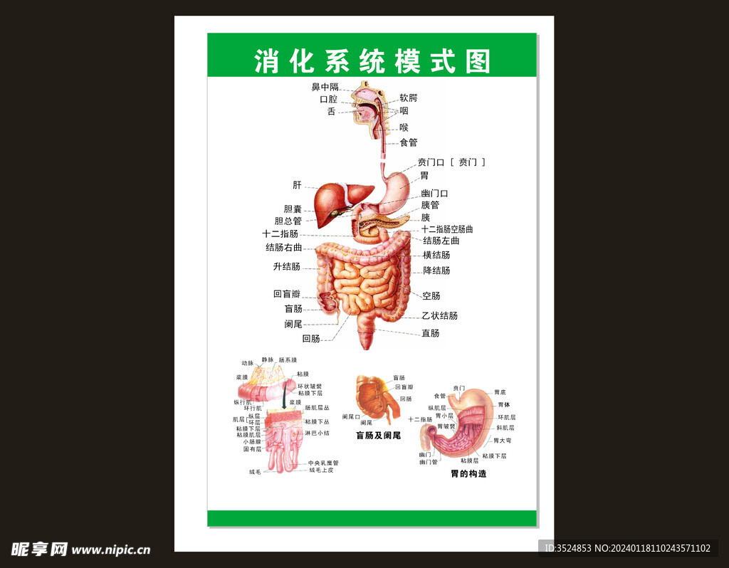 消化系统