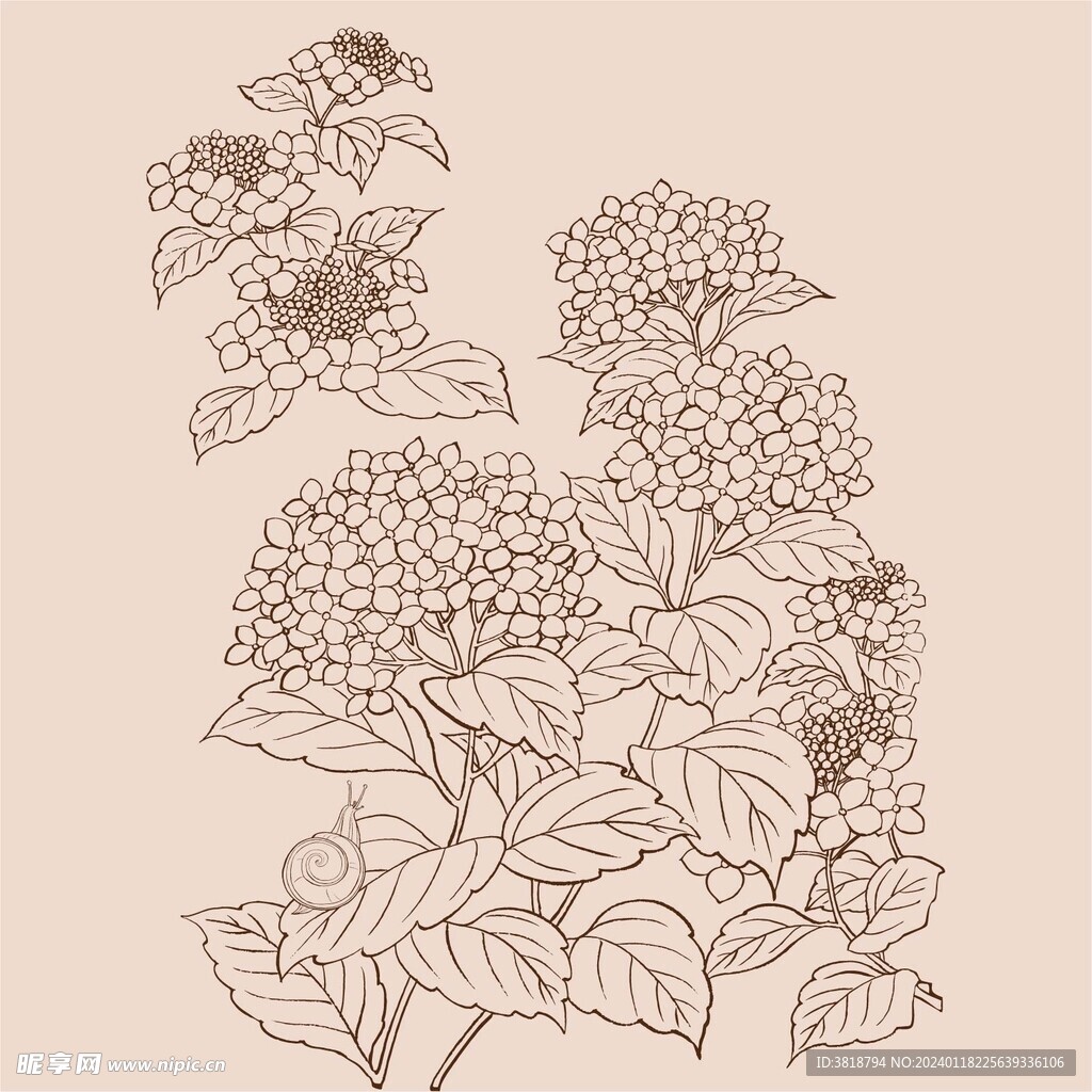 手绘花卉